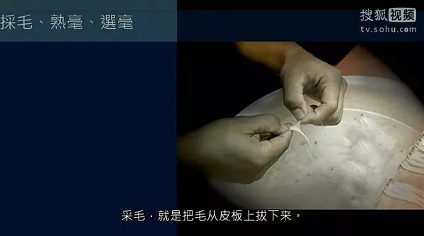 Hair harvesting means pulling the hair from animal pelts.