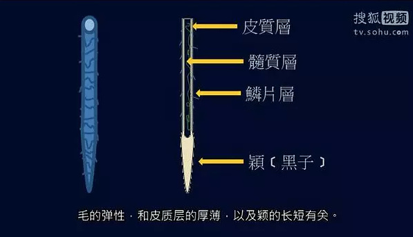 The hair's elasticity is related to the thickness of the cuticle layer and the length of the tip.