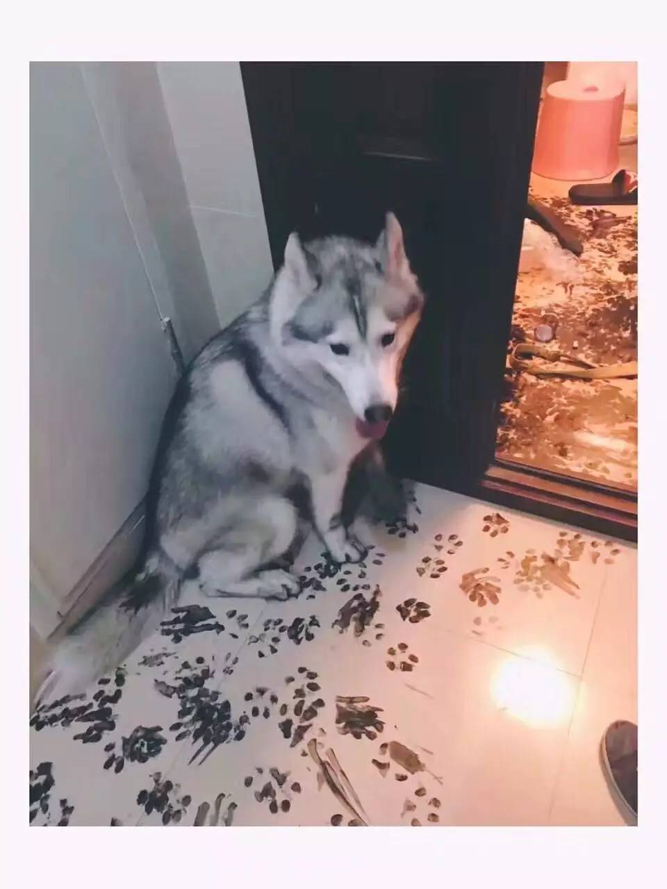 Dog Causing Ink Everywhere in the Room