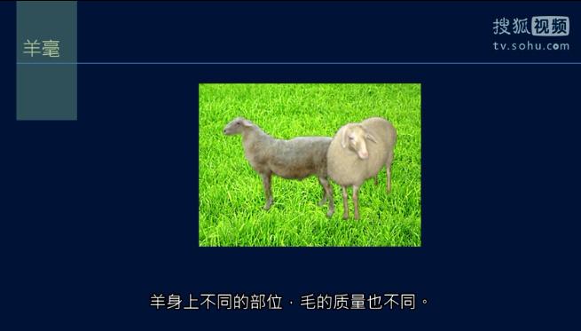 Different parts of a sheep's body produce hair of different quality.