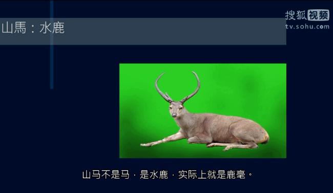 Mountain horse isn't a horse but a water deer - essentially deer hair.