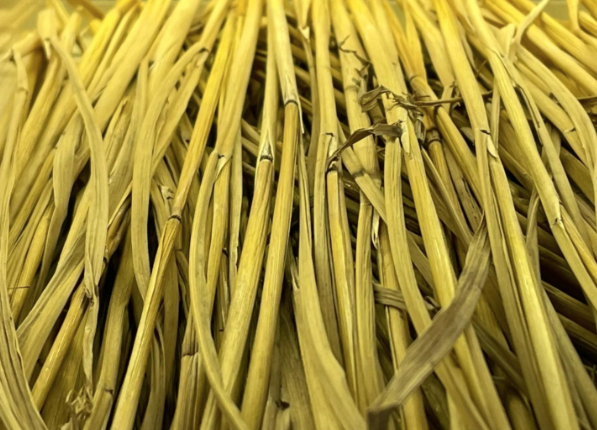 Sandy Field Rice Straw