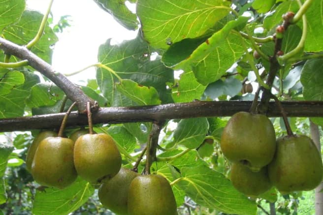Kiwi Vine