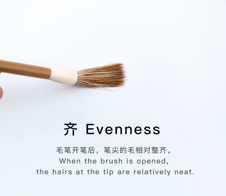 When the brush is opened,the hairs at the tip are relatively neat.